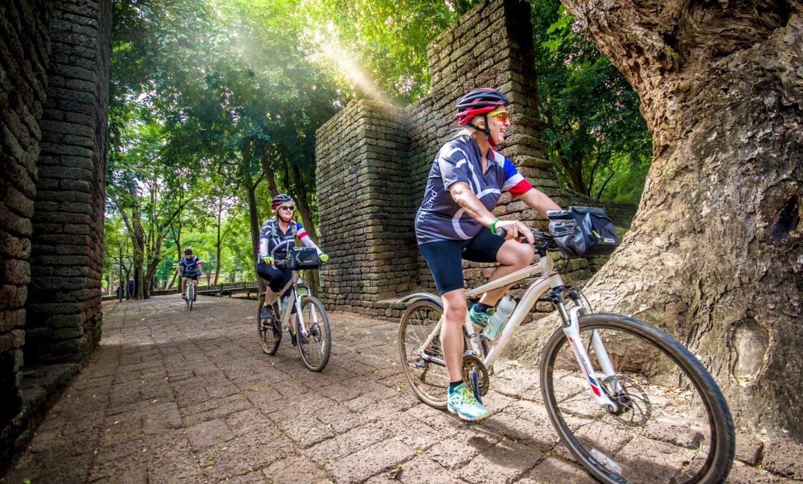 Three cyclists in Grasshopper Adventures Thailand cycling jerseys riding on cobblestone street past large tree trunk