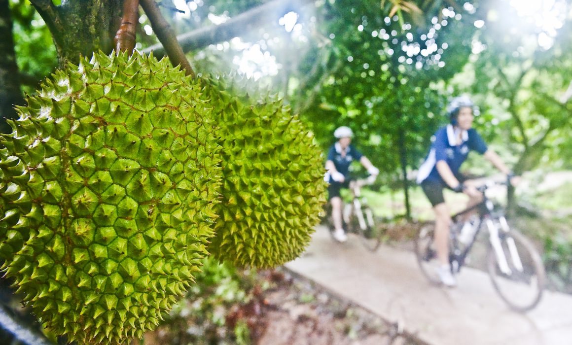 Durian hanging and two cyclists in background