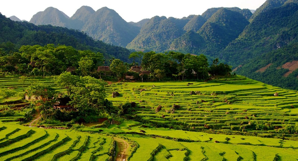 Rice terraces in Pu Luong Nature Reserve