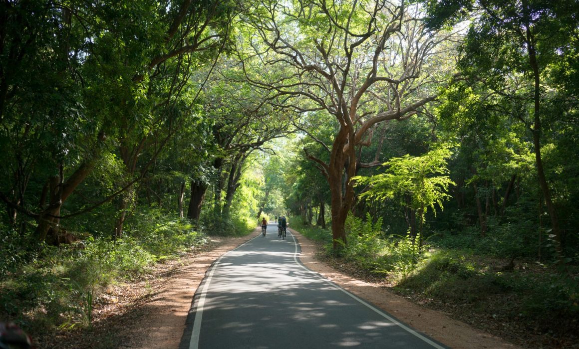 Cyclists on concrete path in forest