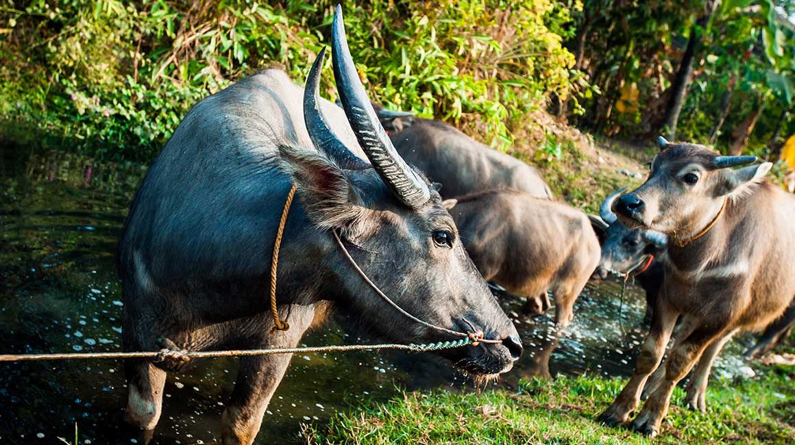 Water buffalo in water