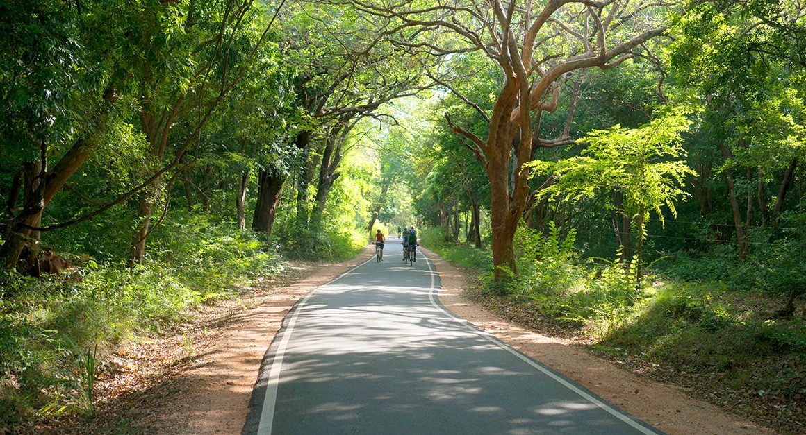 Cyclists on road through forest of Sri Lanka