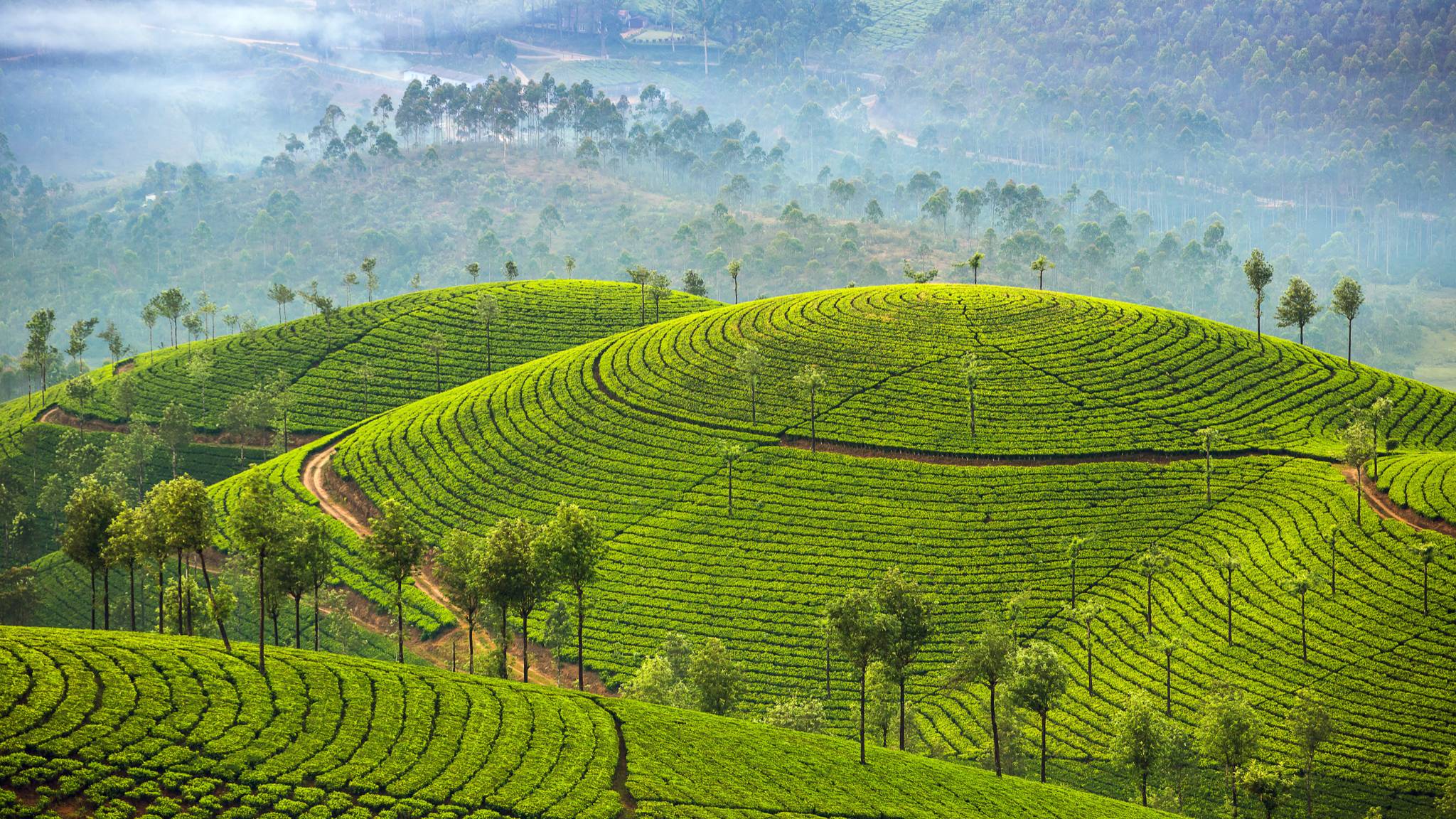 Terraced tea plants on hills in Sri Lanka