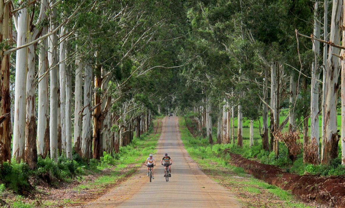 Two cyclists riding road through trees in Myanmar