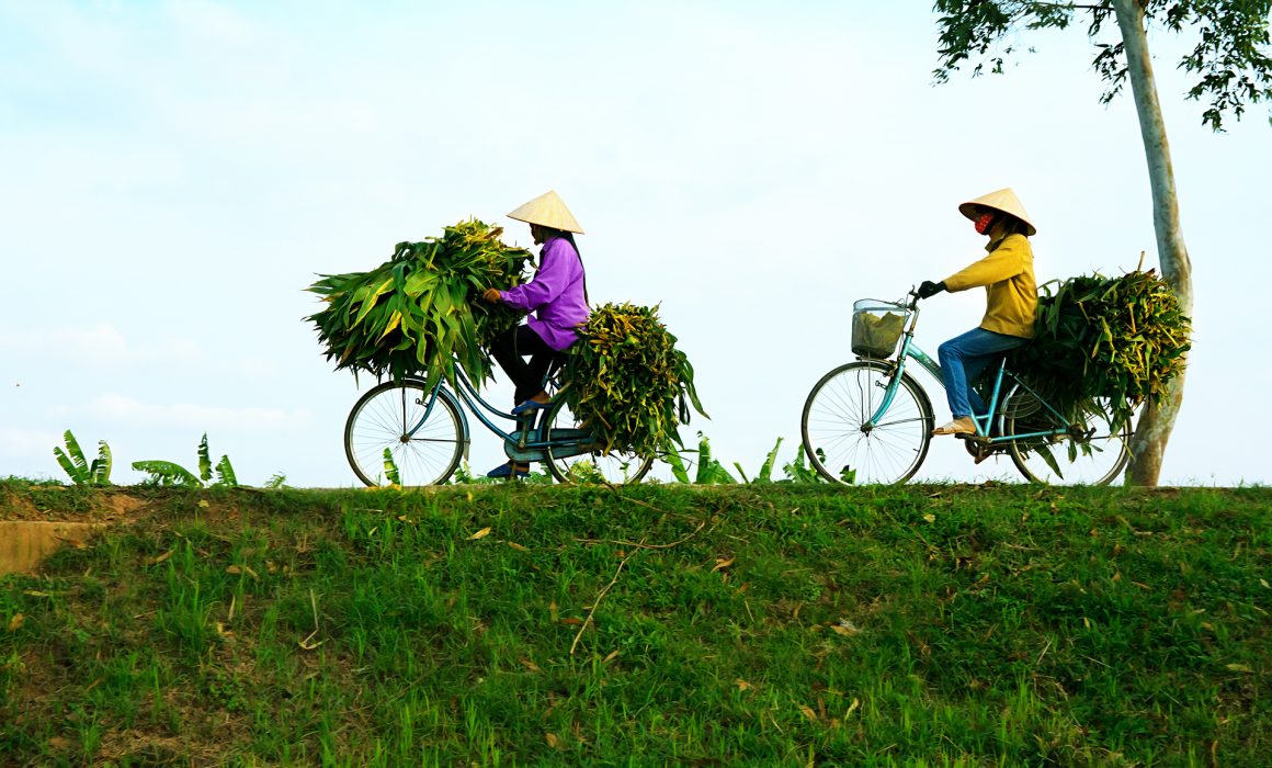 Two local Vietnamese women in hats on bicycles carrying greens