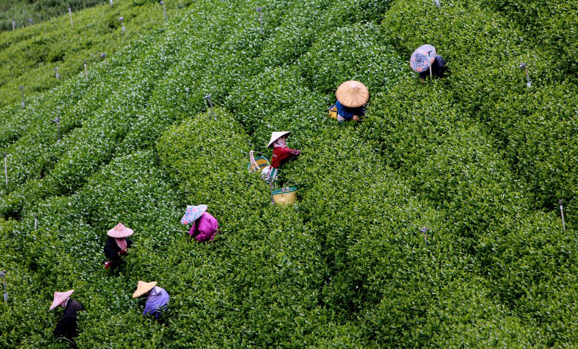 harvesting ta in Taiwan