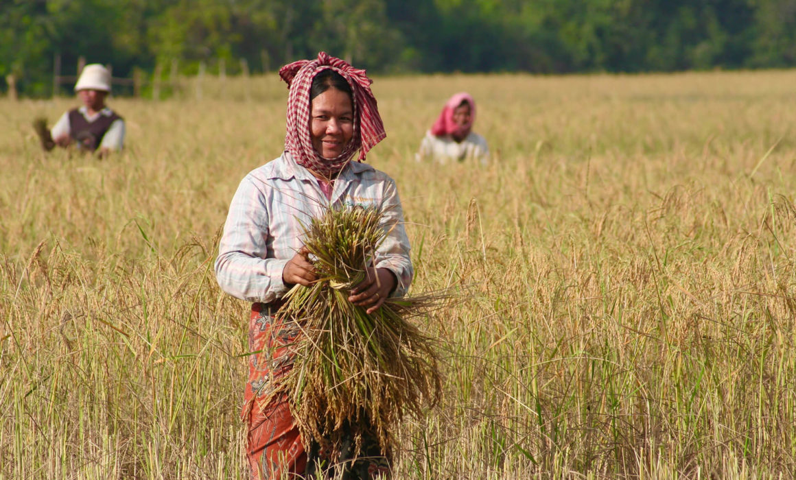 rice field in Siem reap cambodia