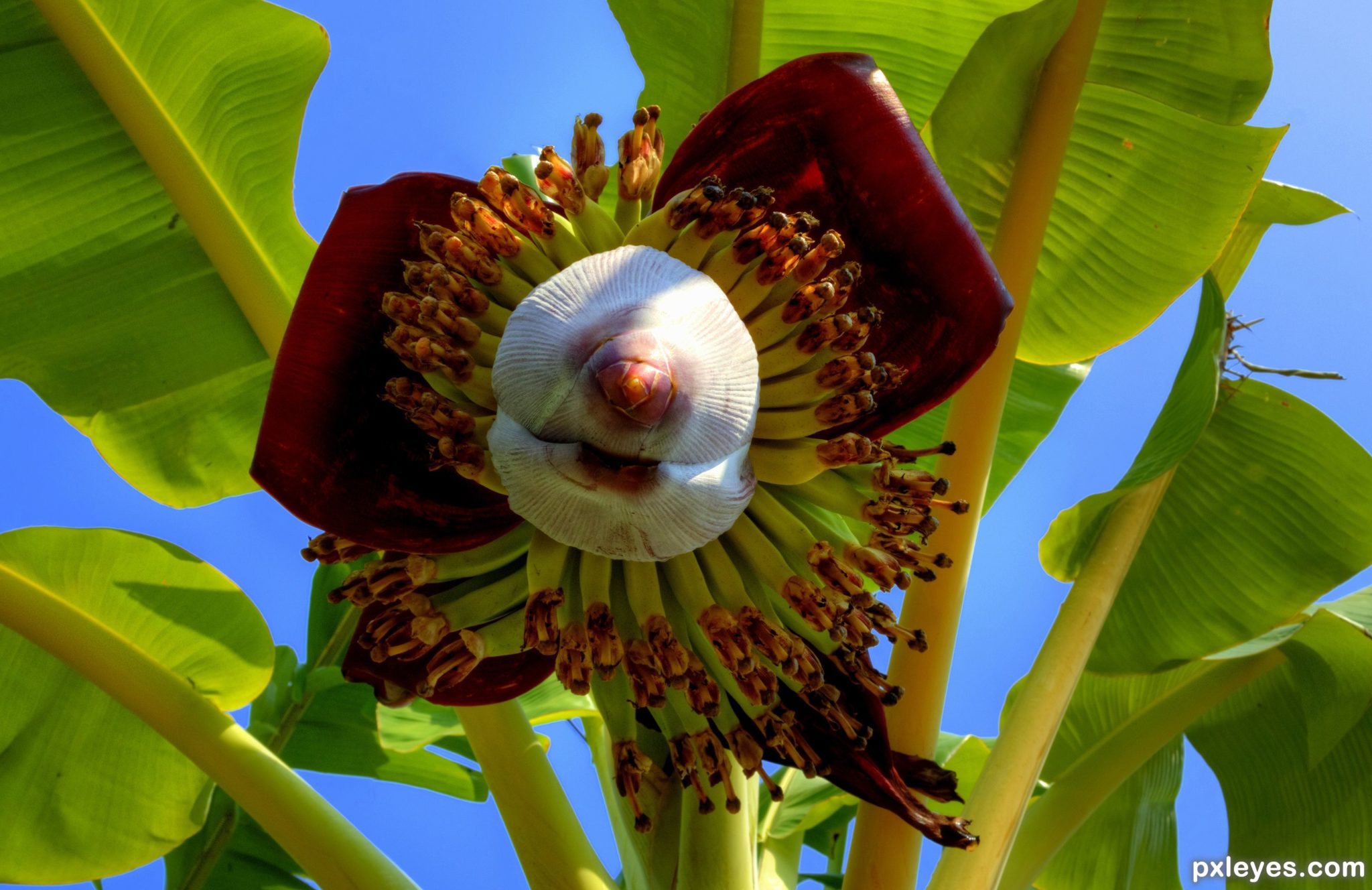 https://www.grasshopperadventures.com/wp-content/uploads/2020/04/BLOG-Banana-flower.jpg