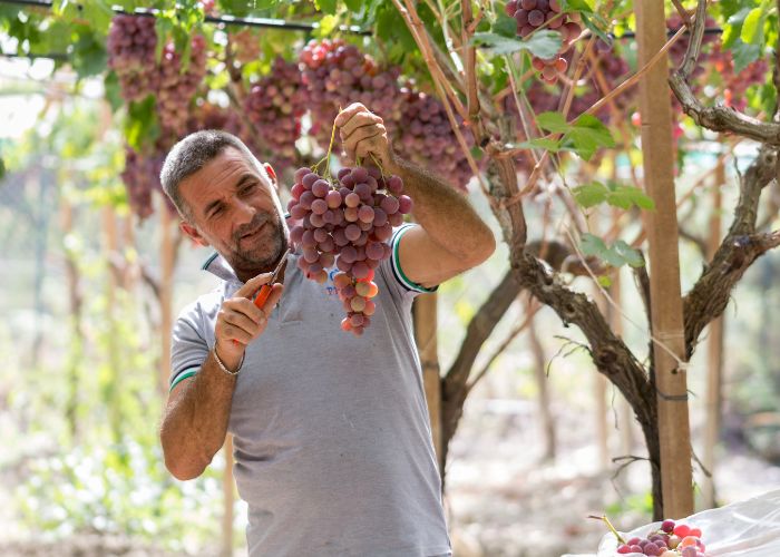 Wine maker in Sicily