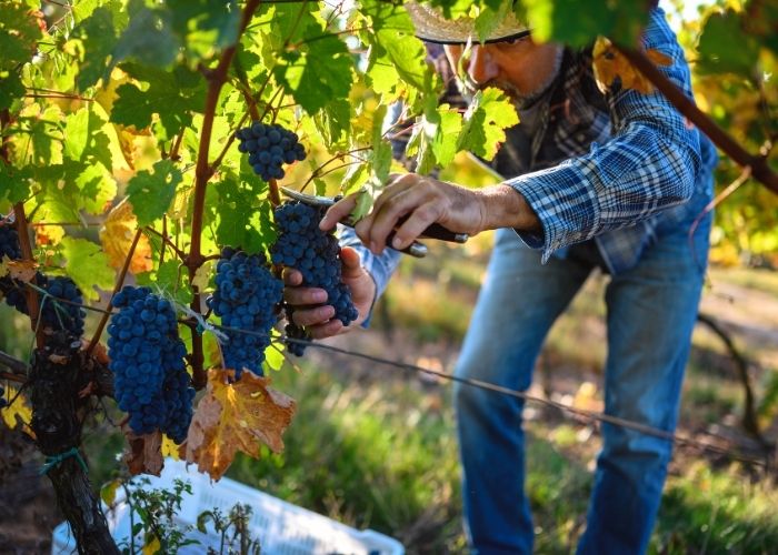 Portuguese wine maker